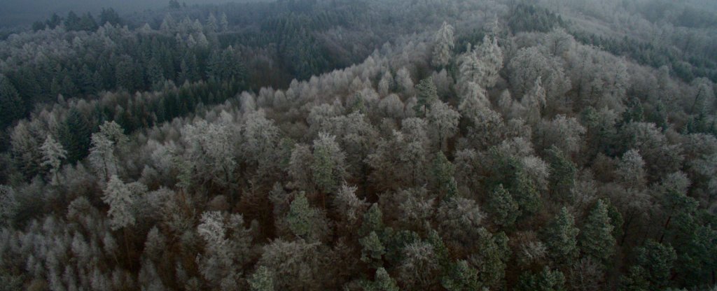 Мистический лес,  - Фото с квадрокоптера