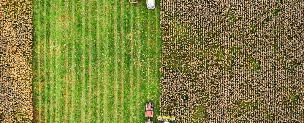 Уборка кукурузы,  - Фото с квадрокоптера