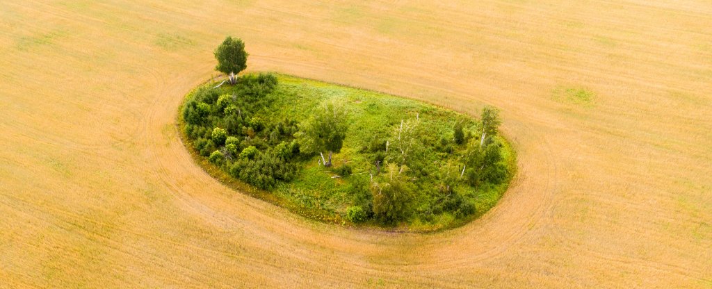 Остров  в поле пшеницы, Новосибирск - Фото с квадрокоптера