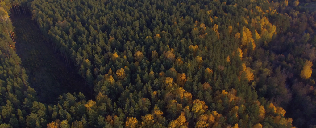 Вырубки святых лесов в Сызгане, Базарный Сызган - Фото с квадрокоптера