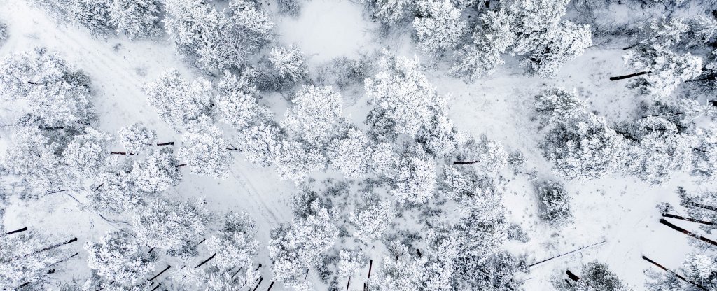 Зимний лес 2021,  - Фото с квадрокоптера