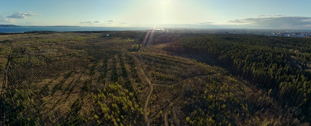 Панорама леса автозаводского р-на г. Тольятти.,  - Фото с квадрокоптера