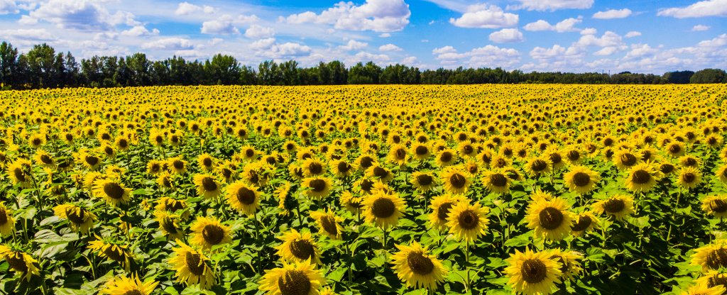 Подсолнухи,  - Фото с квадрокоптера
