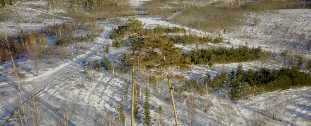 Январские полёты над Ставропольским сосняком,  - Фото с квадрокоптера