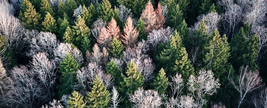 Forest, Калуга - Фото с квадрокоптера