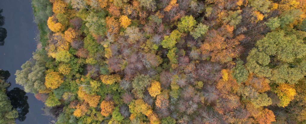 Осенний лес,  - Фото с квадрокоптера