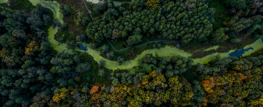 Воронежский Биосферный заповедник- река Усманка,  - Фото с квадрокоптера