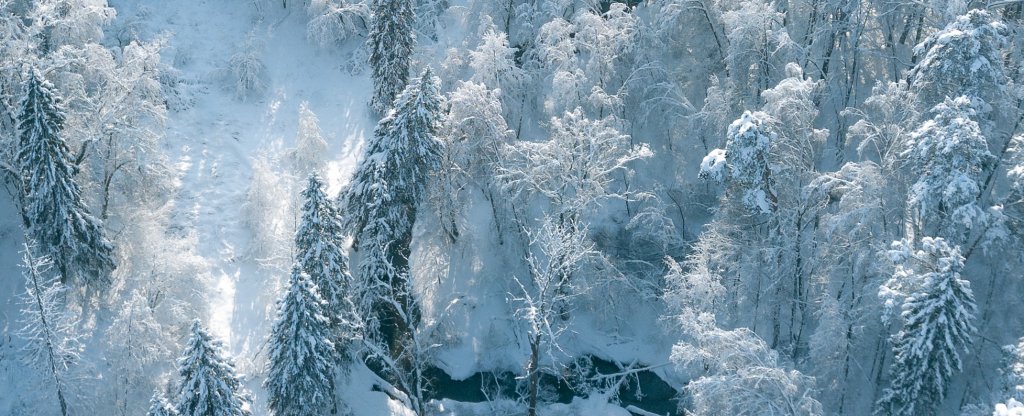 Зимний лес / Рублевка,  - Фото с квадрокоптера