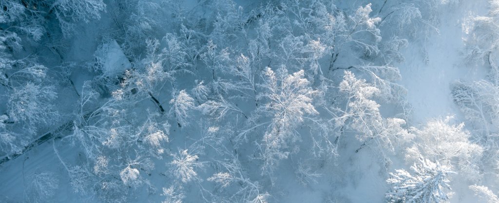 Зимний лес / Рублевка,  - Фото с квадрокоптера