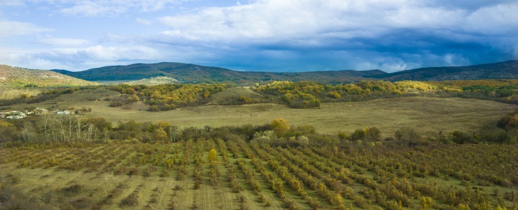 Крымские виноградники осенью.,  - Фото с квадрокоптера
