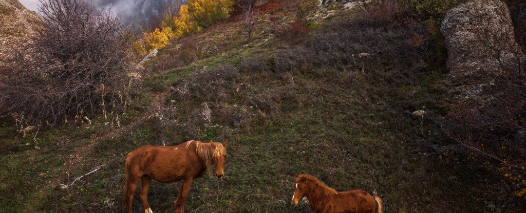 Крымские лошадки,  - Фото с квадрокоптера