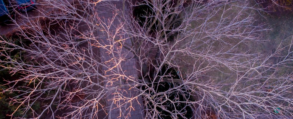 Дерево,  - Фото с квадрокоптера