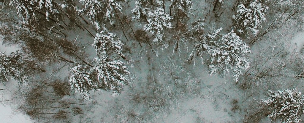 Снежный лес, Санкт-Петербург - Фото с квадрокоптера
