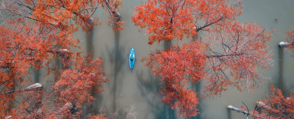 Болотные кипарисы на озере Сукко,  - Фото с квадрокоптера