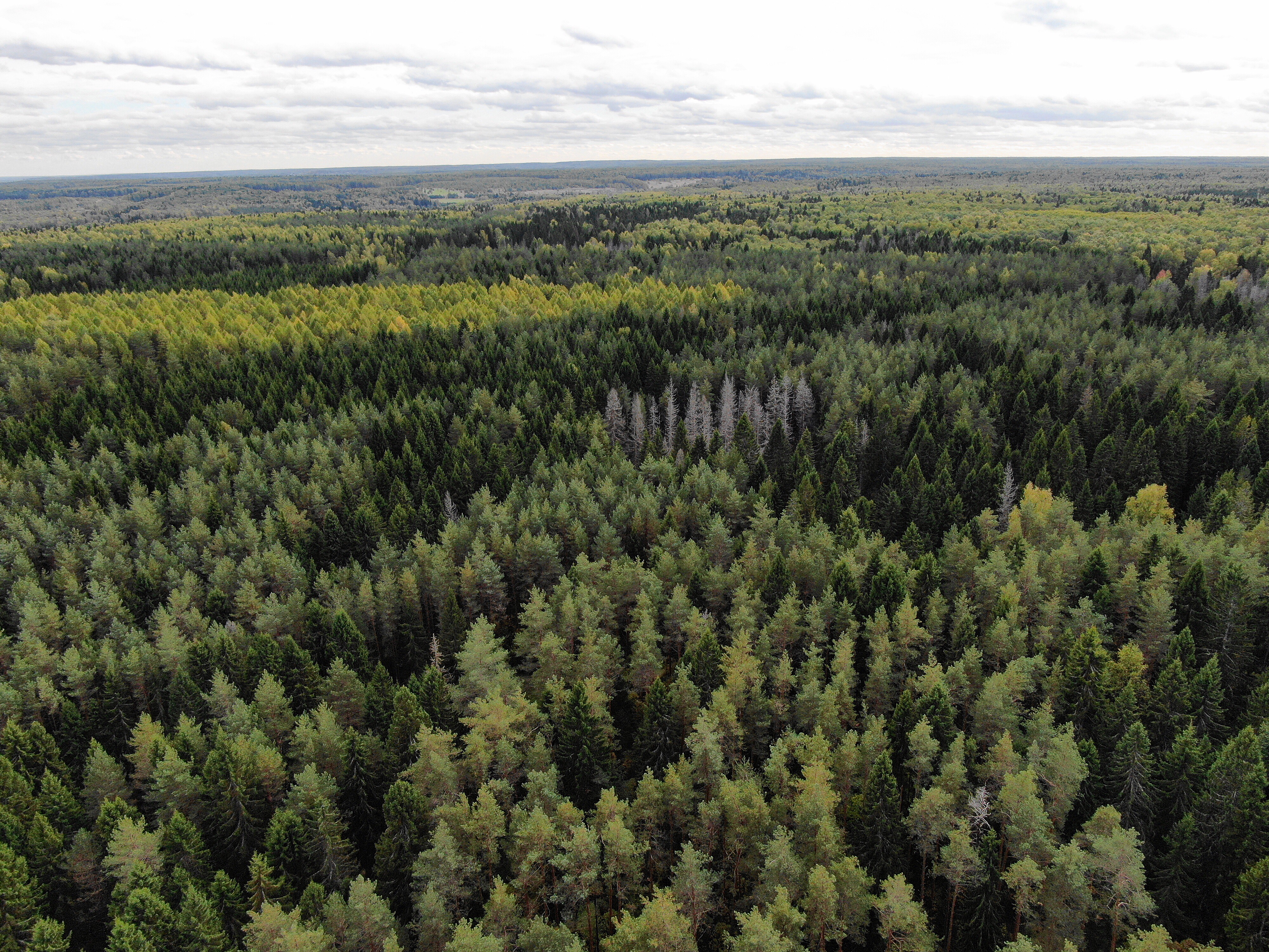 Таёжный лес Вологодской области